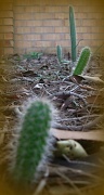 14th Jun 2012 - Cactus Country