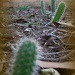 Cactus Country by mozette
