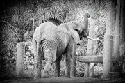 14th Jun 2012 - Elephant in Black and White with Touch of Color
