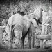Elephant in Black and White with Touch of Color by jgpittenger