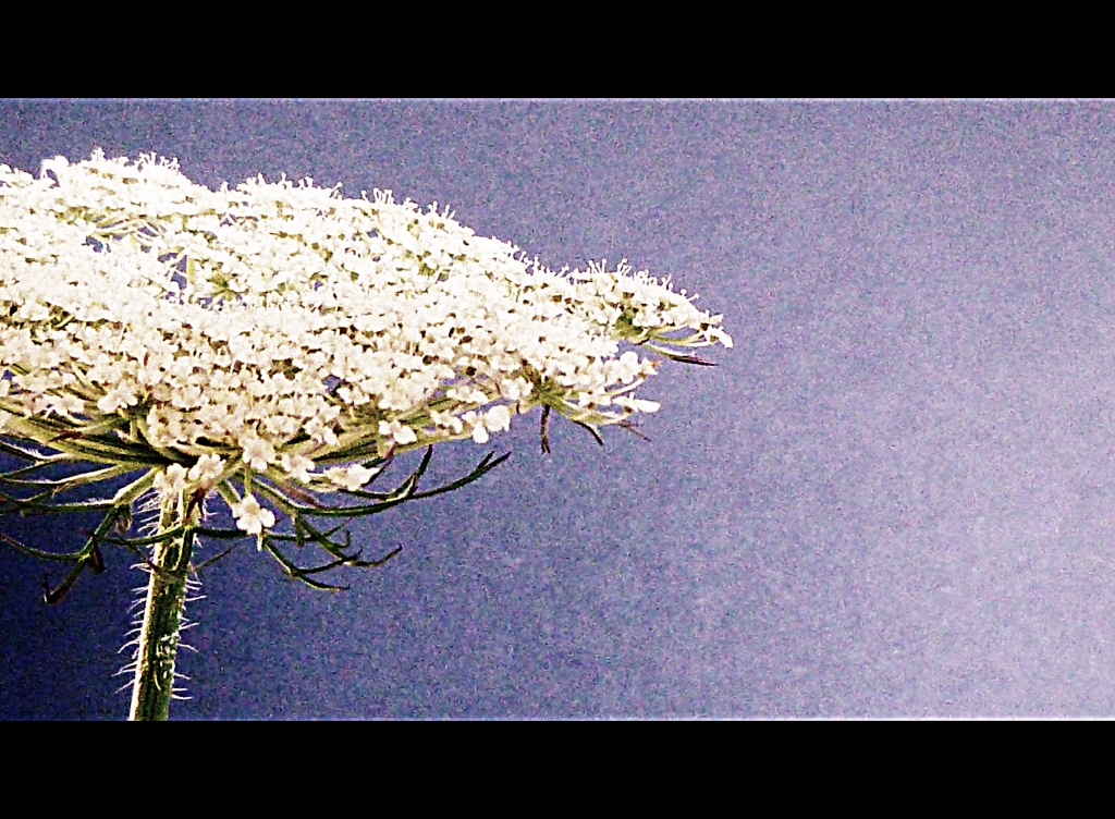 Queen Anne's Lace by calm