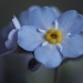 Forget me not macro by kiwichick