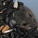 Look who is living in my bucket of bird feed! by graceratliff