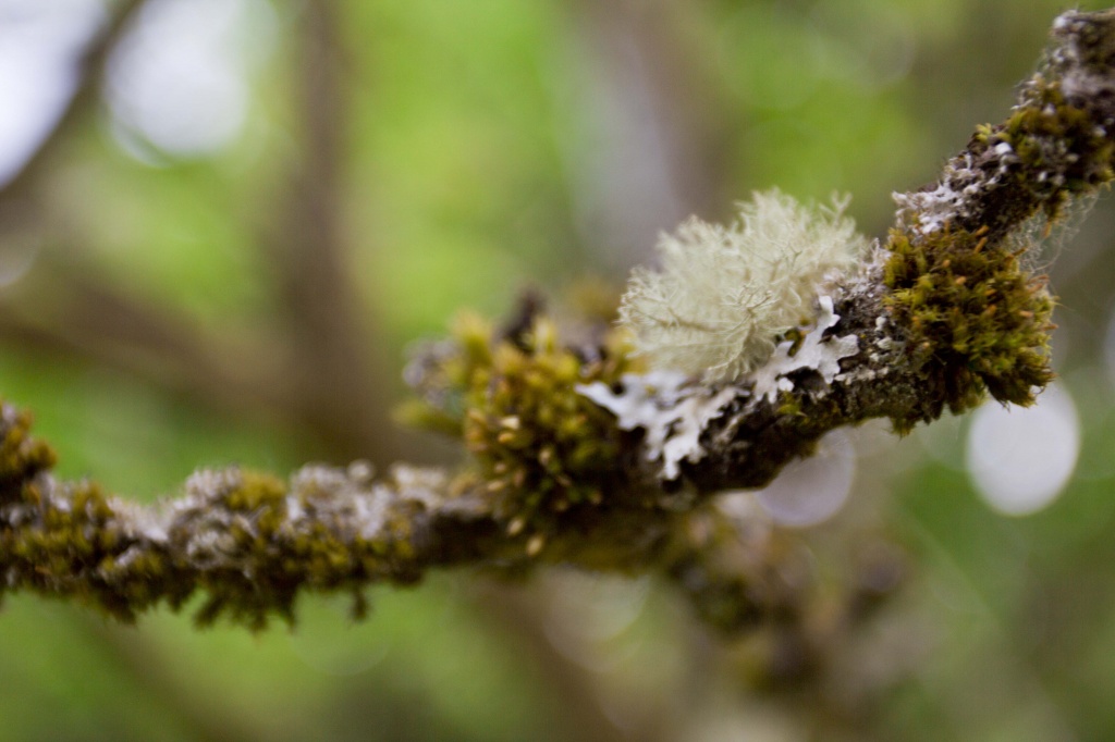 Likin' Lichen by ddshin