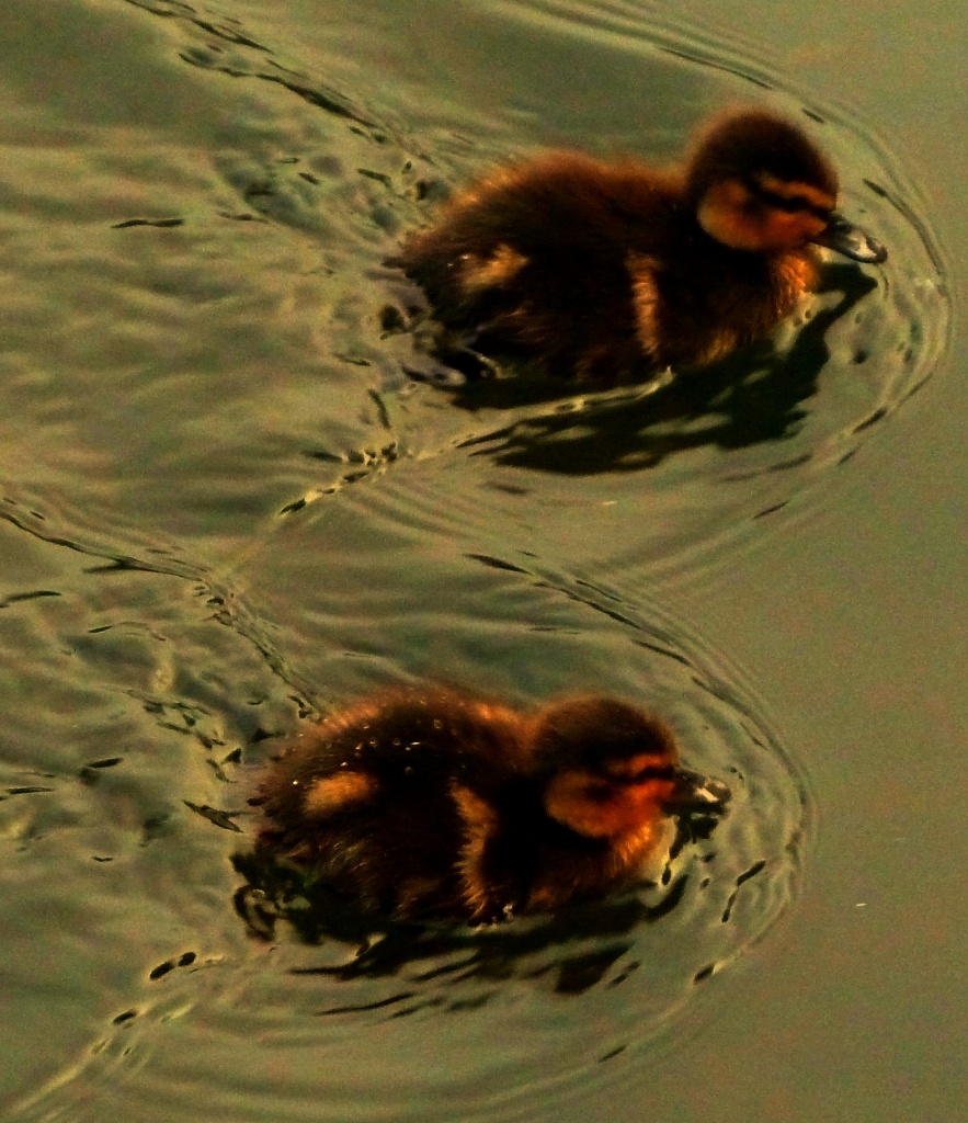 Ducklings  by tonygig