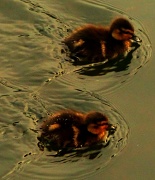 14th Jun 2012 - Ducklings 