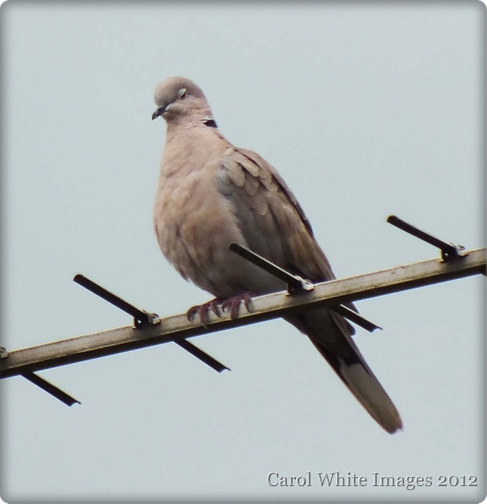 Collared Dove by carolmw