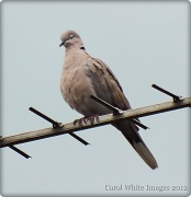 14th Jun 2012 - Collared Dove