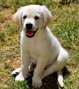 7th Jun 2012 - Happy Puppy