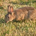 A rabbit having breakfast by manek43509
