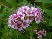 14th Jun 2012 - Spirea