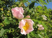 14th Jun 2012 - Wild roses