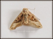 14th Jun 2012 - Moth 