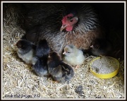 14th Jun 2012 - Ursula & her chicks