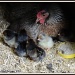 Ursula & her chicks by rosiekind
