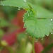 Dew Drops by vickisfotos