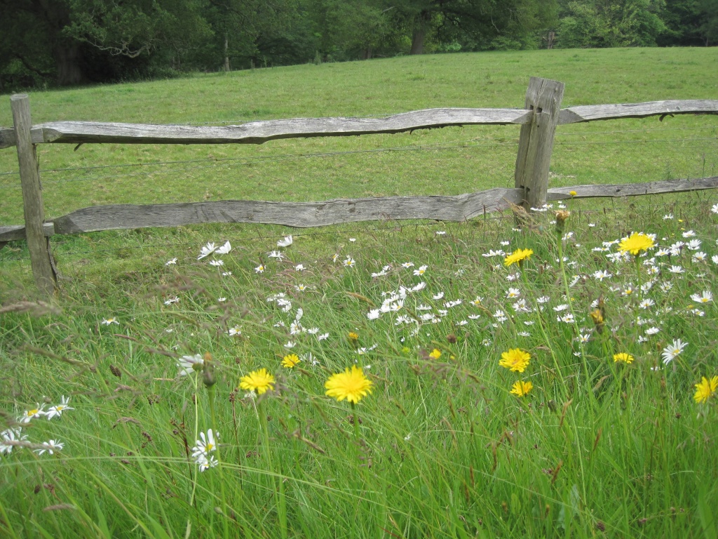 wild flower meadow by quietpurplehaze