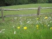 14th Jun 2012 - wild flower meadow