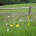wild flower meadow by quietpurplehaze