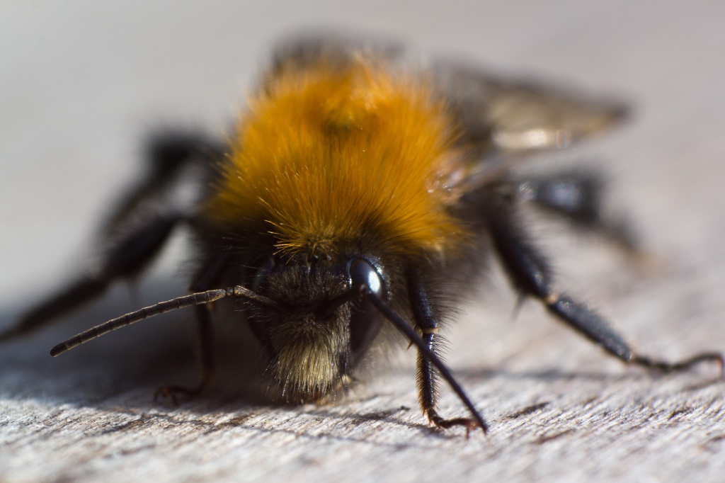 Tree Bumblebee by natsnell