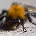Tree Bumblebee by natsnell