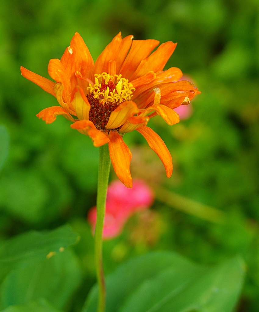 (Day 121) - orange flower by cjphoto