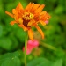 (Day 121) - orange flower by cjphoto