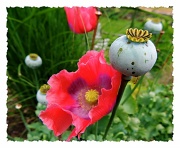 15th Jun 2012 - A Poppy for Remembrance
