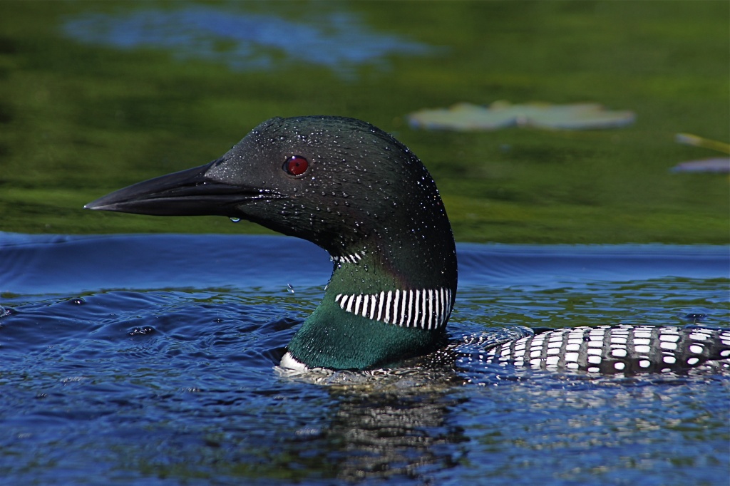 Loon and Turtle Update by rob257