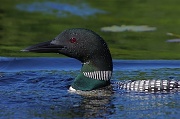14th Jun 2012 - Loon and Turtle Update