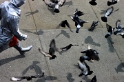 14th Jun 2012 - The Pigeon Worrier