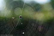 13th Jun 2012 - Spider web in the garden