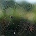 Spider web in the garden by danette