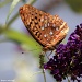 Great Spangled Fritillary by rhoing