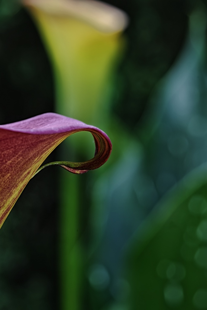 Calla Lily by lstasel