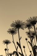 14th Jun 2012 - Sepia daisies