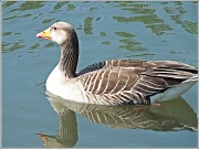 15th Jun 2012 - Greylag Goose