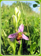 15th Jun 2012 - Wild orchid