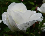 15th Jun 2012 - White Rose after rain