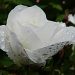 White Rose after rain by if1