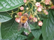 14th Jun 2012 - Bumble Bee