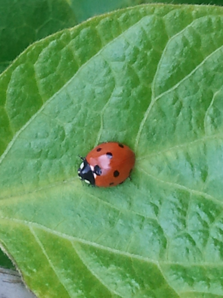 Ladybird by clairecrossley