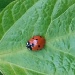Ladybird by clairecrossley