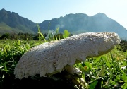 15th Jun 2012 - Mushroom