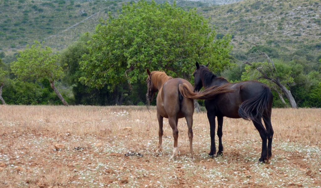 Mallorcan Horses by phil_howcroft