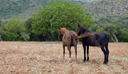 6th Jun 2012 - Mallorcan Horses