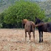 Mallorcan Horses by phil_howcroft