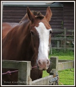 15th Jun 2012 - Horse on Friday