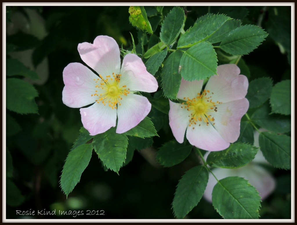 Dog Roses by rosiekind