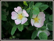 15th Jun 2012 - Dog Roses